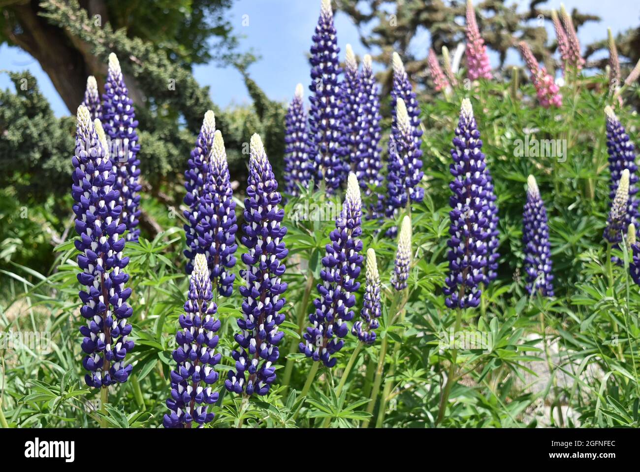 Incredibile esposizione di alti lupini viola con punte bianche che crescono in una vegetazione lussureggiante Foto Stock