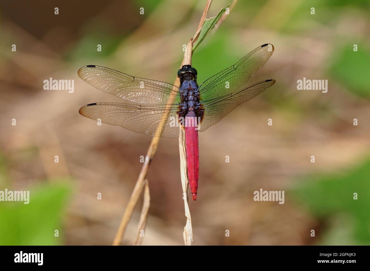 Comune Red Skimmer (Orthetrum pruinosum) maschio adulto arroccato sulla vegetazione morta della Thailandia settentrionale Novembre Foto Stock