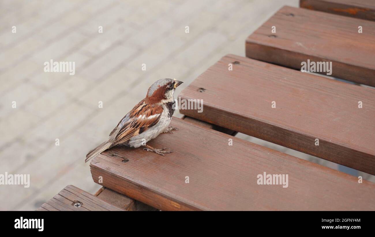 Divertente passero urbano sulla panchina. Foto Stock