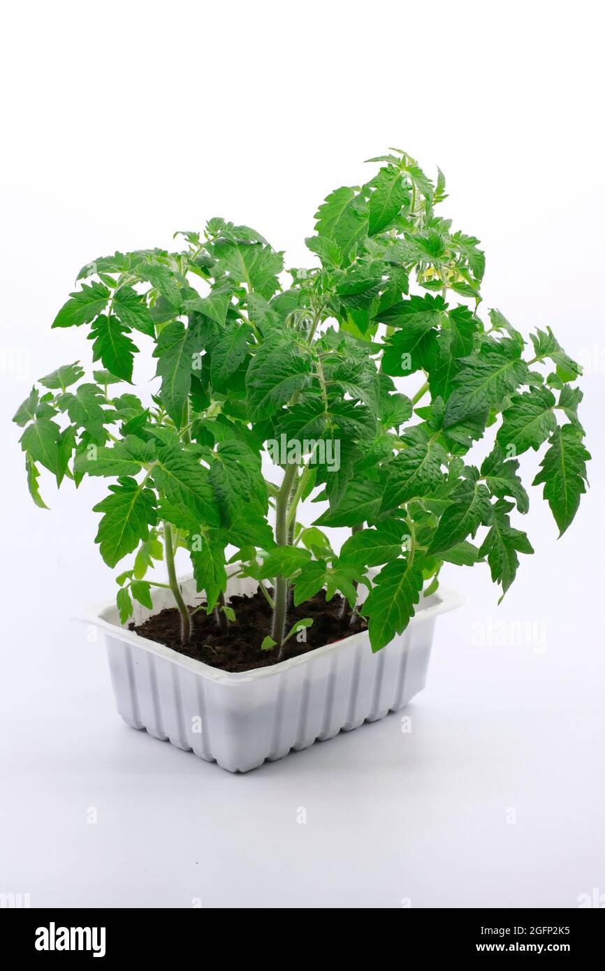 Piantine di pomodori in un contenitore di plastica isolato su fondo bianco. Foto Stock