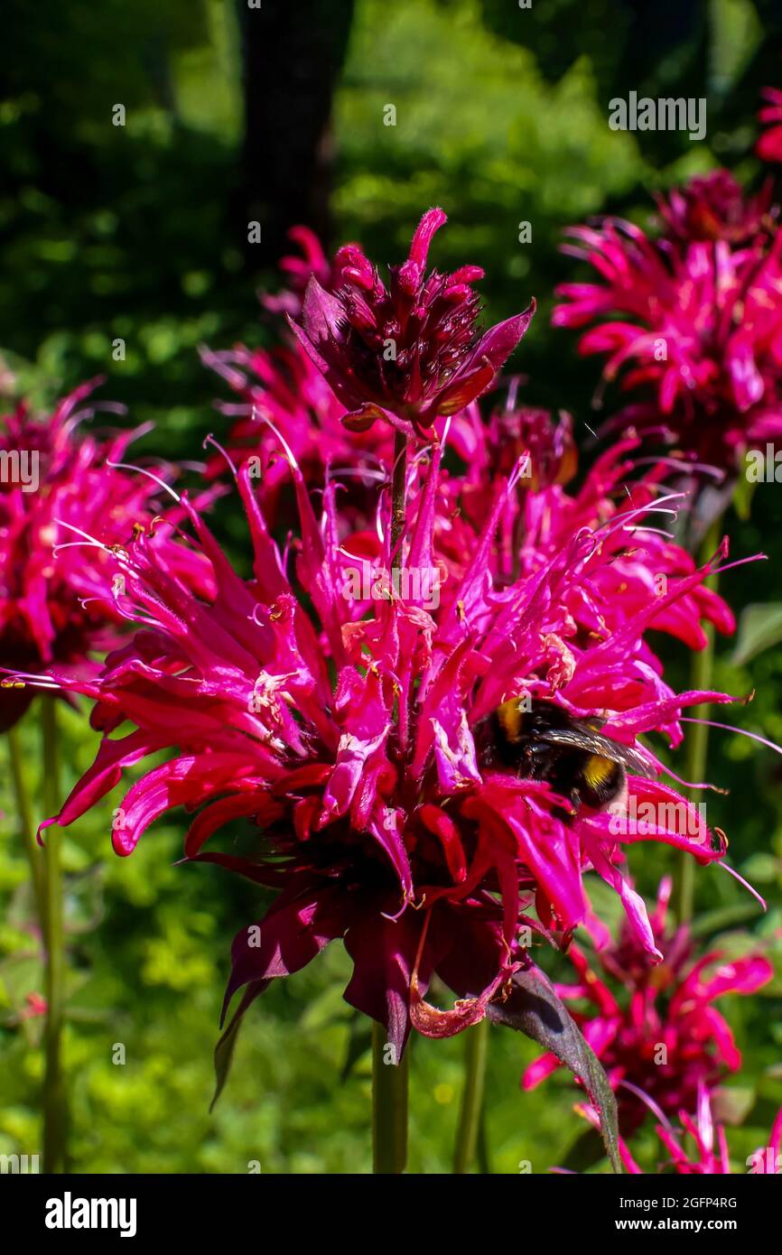 Primo piano bergamotto, additivo per tè aromatico, pianta medicinale. Foto Stock