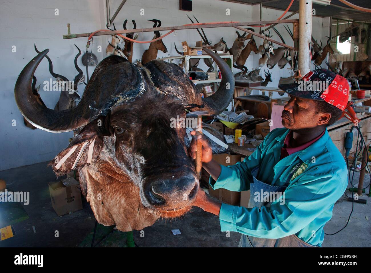 Testa di bufalo preparata da un esperto di tassidermia a Trophäendienste Taxidermy & curios, Windhoek, Namibia Foto Stock