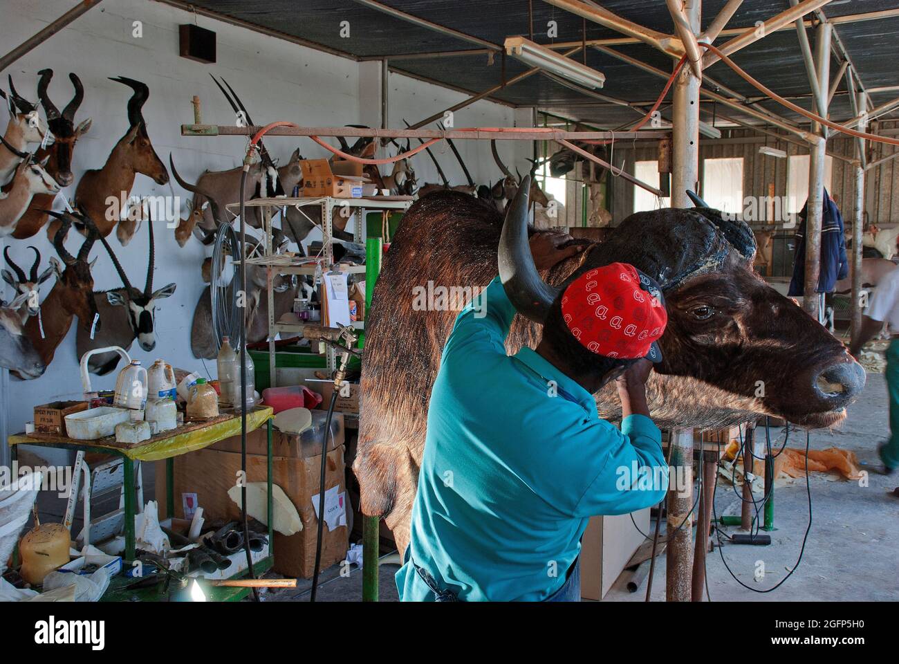 Testa di bufalo preparata da un esperto di tassidermia a Trophäendienste Taxidermy & curios, Windhoek, Namibia Foto Stock