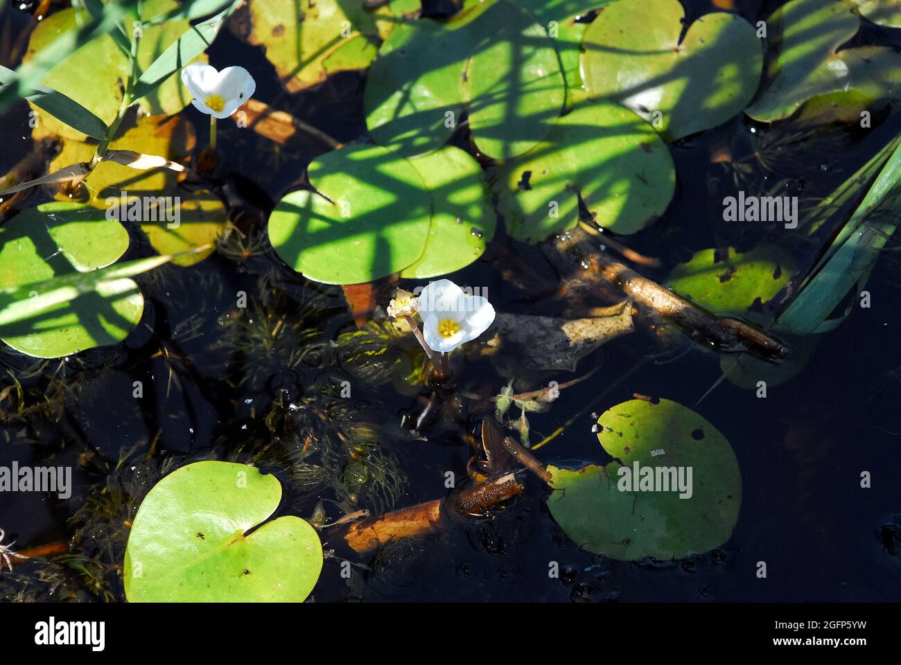 Frogbit, Froschbiss, Hydrocharis morsus-ranae, békatutaj, Ungheria, Magyarország, Europa Foto Stock