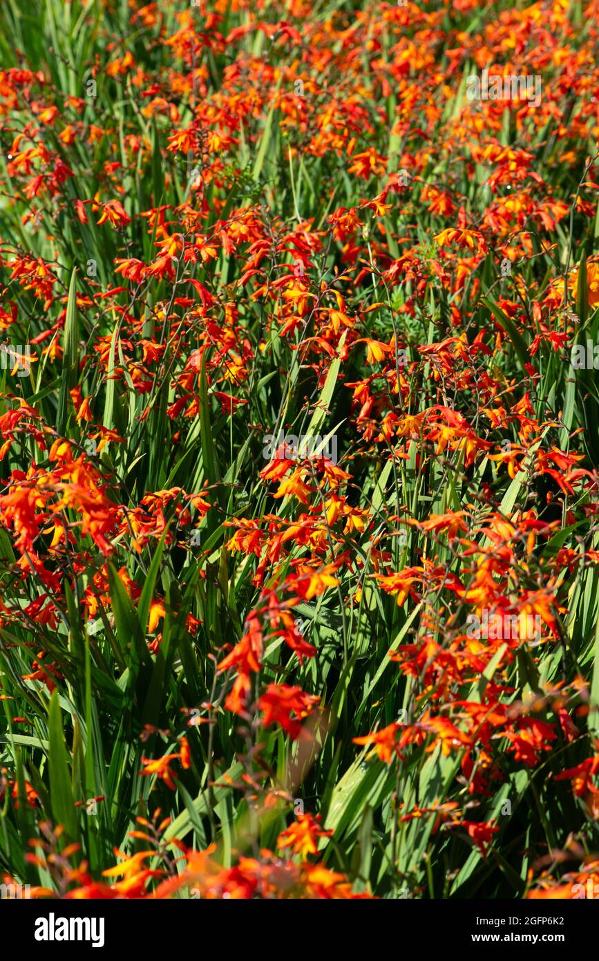 Pianta di Montbretia, Crocosmia x Crocospiflora, che cresce in un giardino. Foto Stock