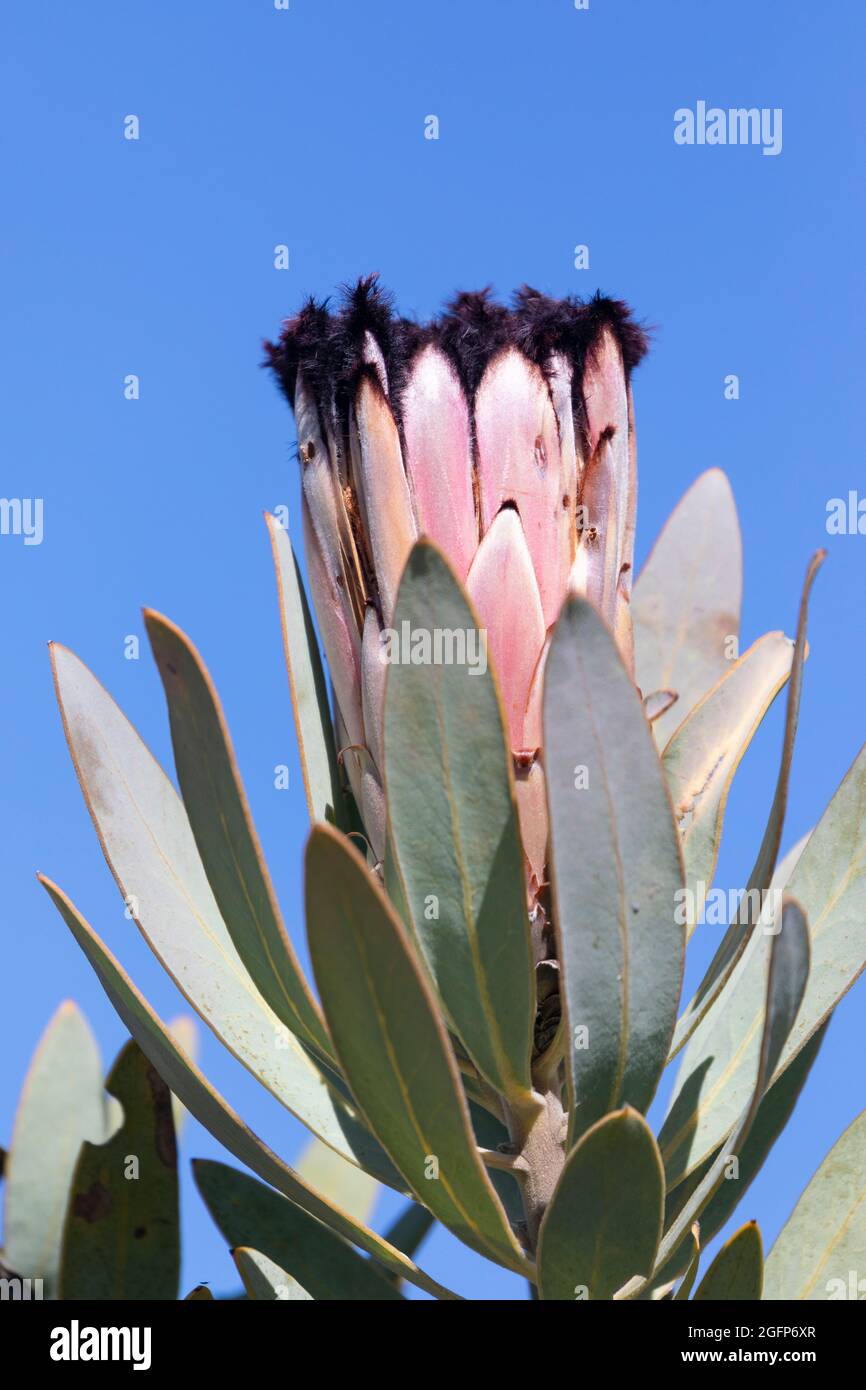 Protea neriifolia (Protea di foglie di Oleander; Protea di foglie di Narow), una specie di fiori di Fynbos, Riviersonderend Mountains, McGregor, Capo Occidentale, Sudafrica Foto Stock