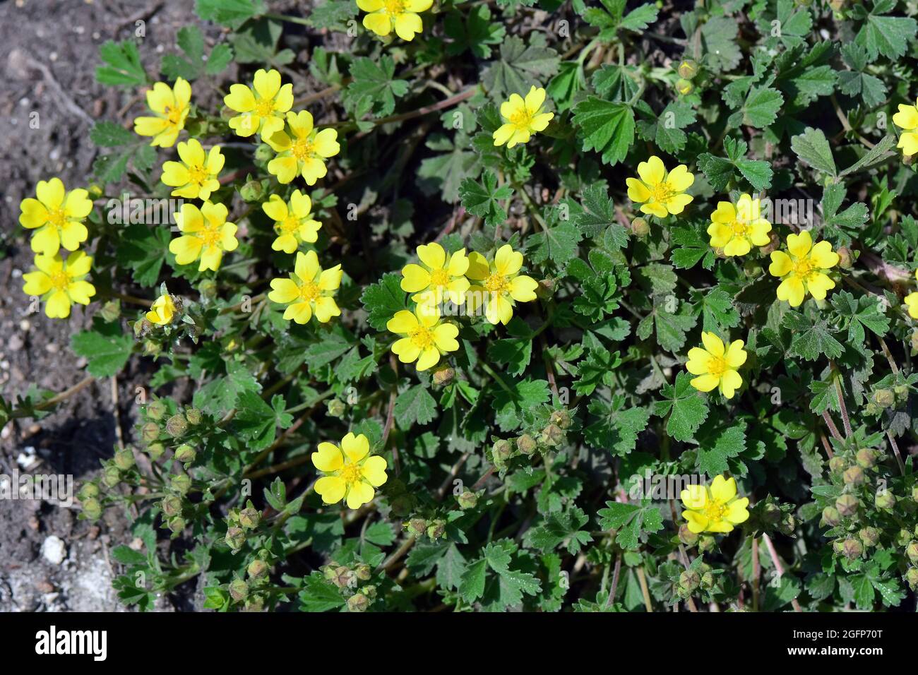 CINQUEFOils, Sand-Fingerkraut, Potentilla arenaria, homoki pimpó, Ungheria, Magyarország, Europa Foto Stock