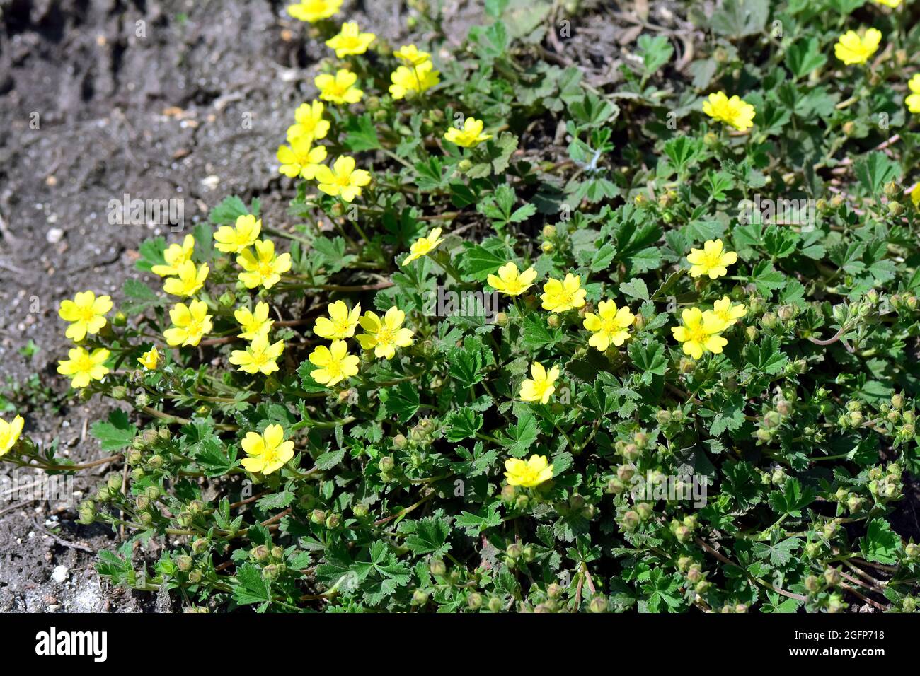 Ungheria, Magyarország, Europa Foto Stock