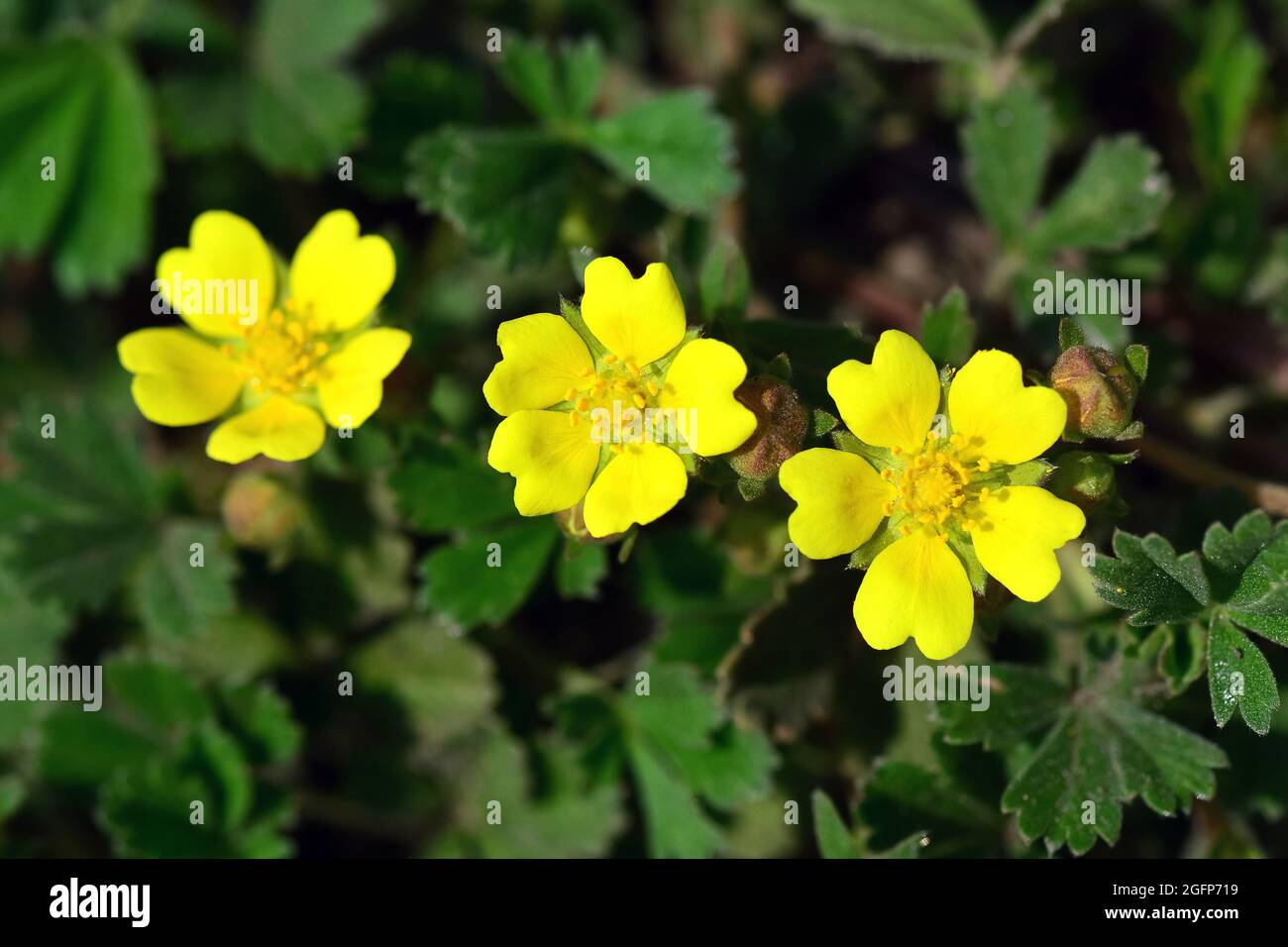 Ungheria, Magyarország, Europa Foto Stock