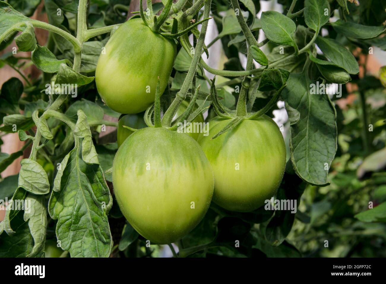 Pomodori verdi non maturi su un cespuglio in una serra. Foto Stock