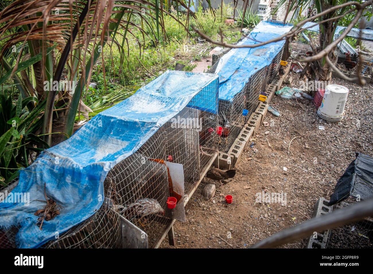 Polli allevati in un cortile - Porto Rico Foto Stock
