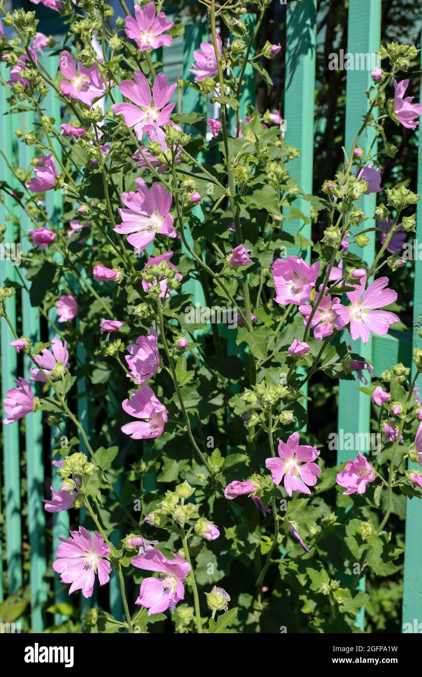 Fiori rosa mallow fioriscono splendidamente, sfondo floreale. Foto Stock