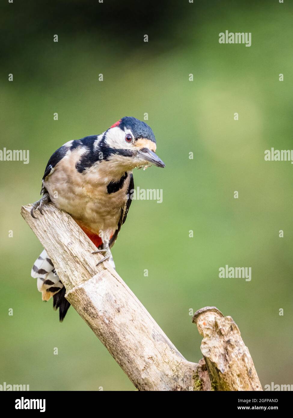 Un maschio adulto grande-spotted picchio che foraging nel sole di fine estate nel mezzo del Galles Foto Stock