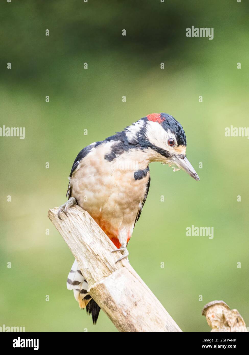 Un maschio adulto grande-spotted picchio che foraging nel sole di fine estate nel mezzo del Galles Foto Stock