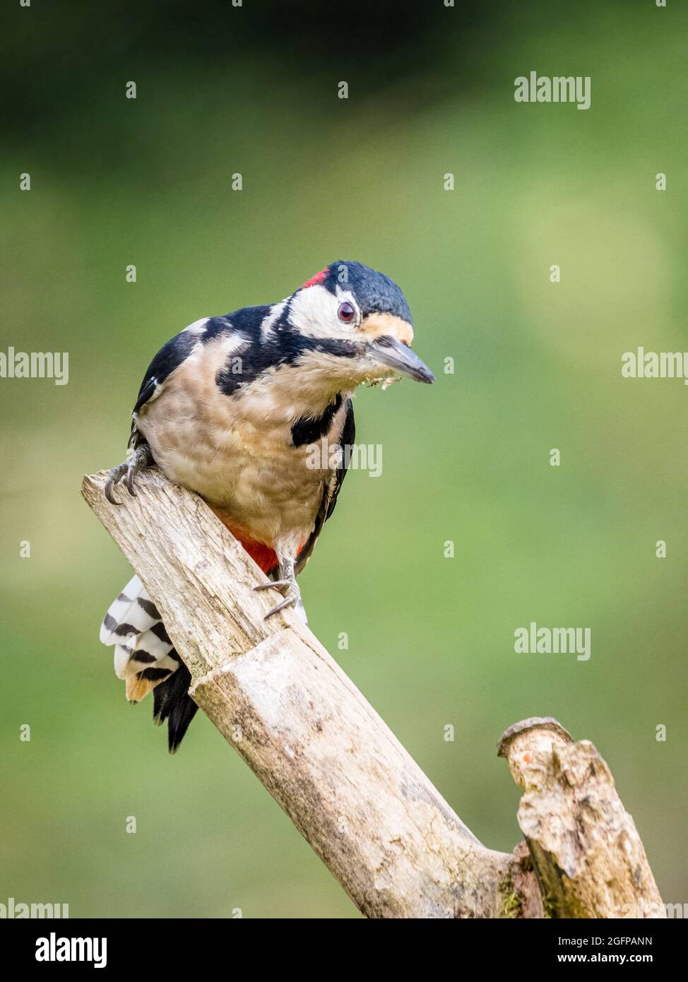 Un maschio adulto grande-spotted picchio che foraging nel sole di fine estate nel mezzo del Galles Foto Stock