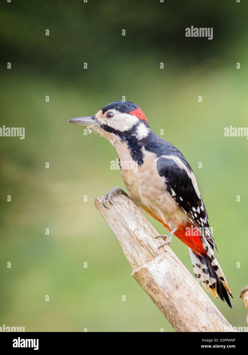 Un maschio adulto grande-spotted picchio che foraging nel sole di fine estate nel mezzo del Galles Foto Stock