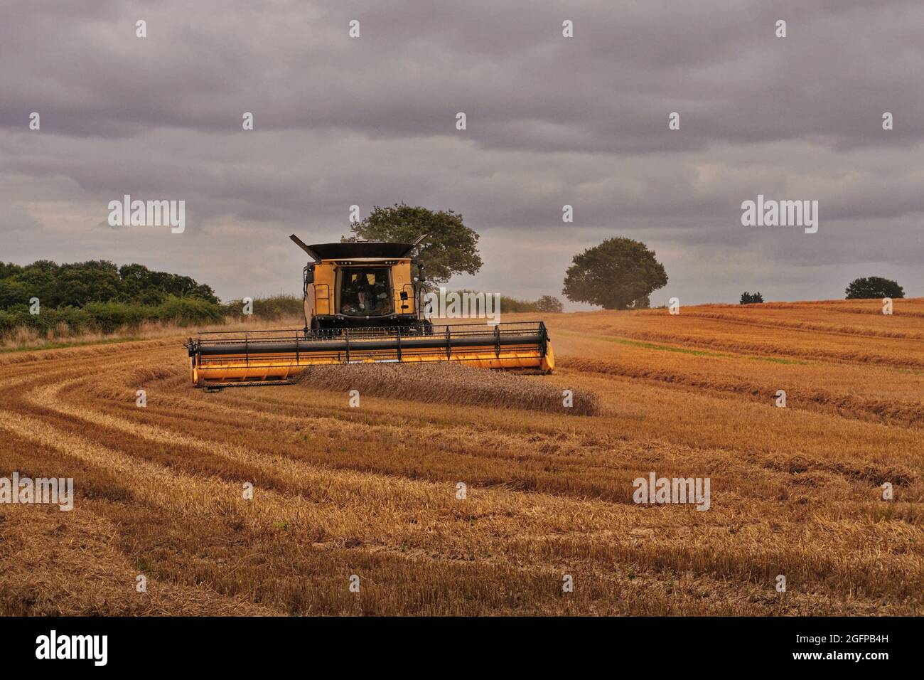 Un campo di taglio della trebbiatrice mietitrebbia di grano appena prima che piove Foto Stock