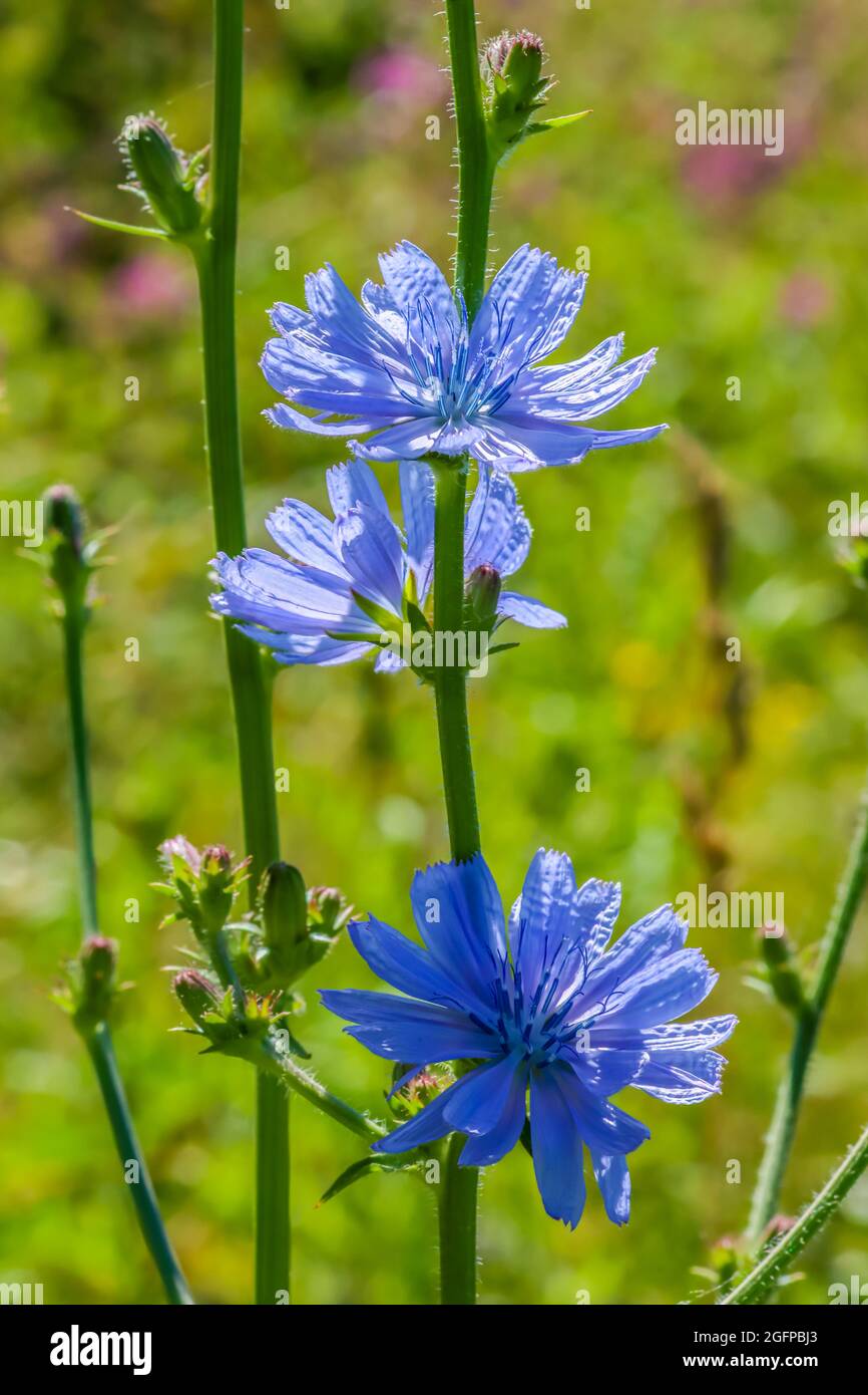 La cicoria fiorente cresce in un prato di bellissimi fiori selvatici. E' usato come una deliziosa bevanda curativa al caffè. Sfondo per banner e pubblicità. Foto Stock