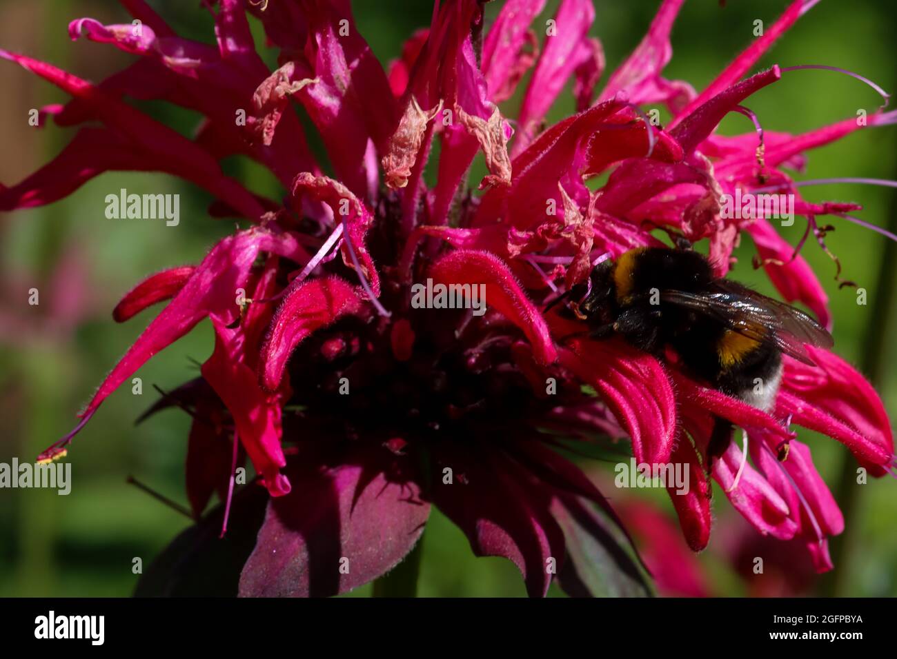 Primo piano bergamotto, additivo per tè aromatico, pianta medicinale. Foto Stock