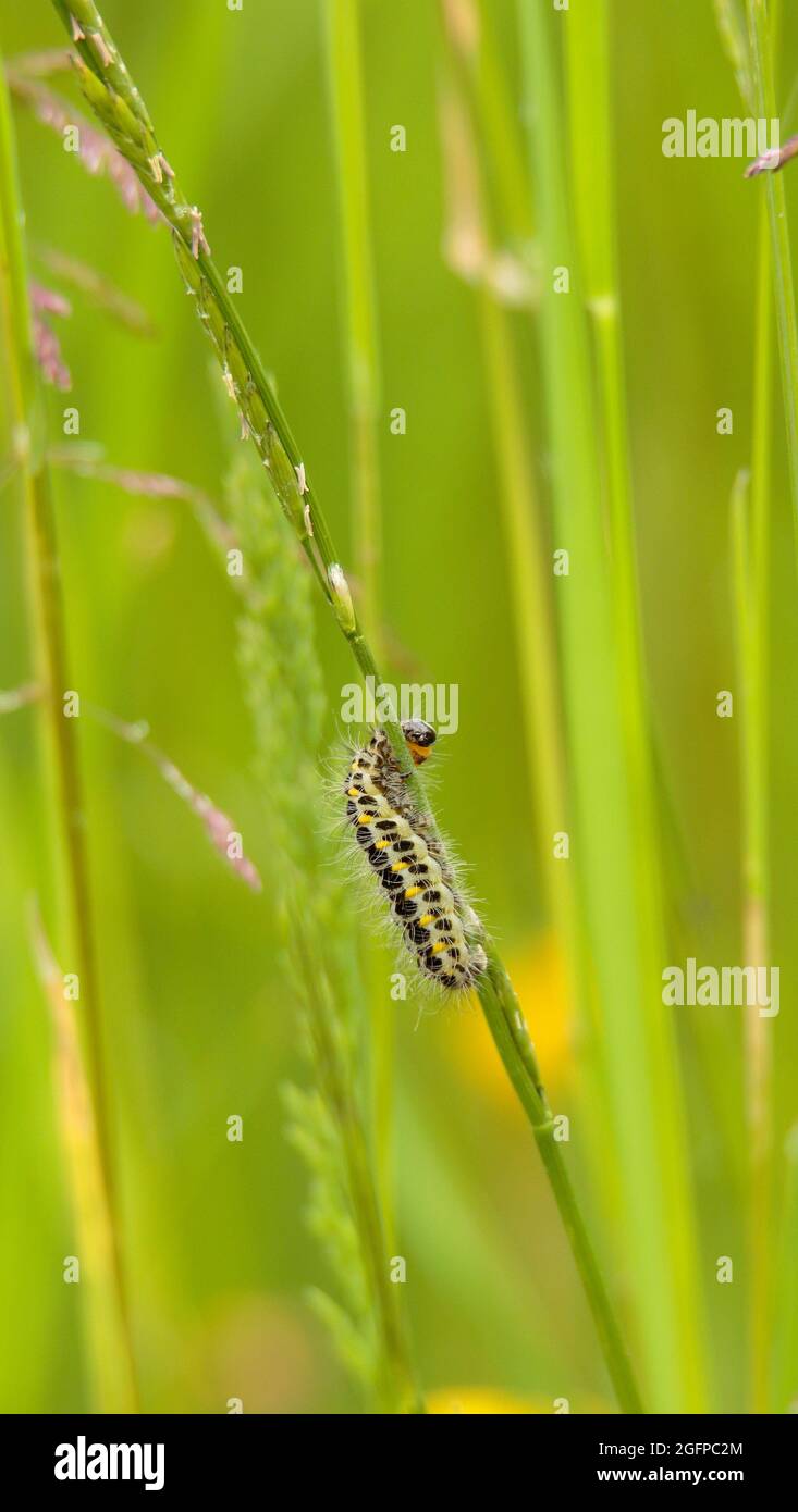 Caterpillar Foto Stock