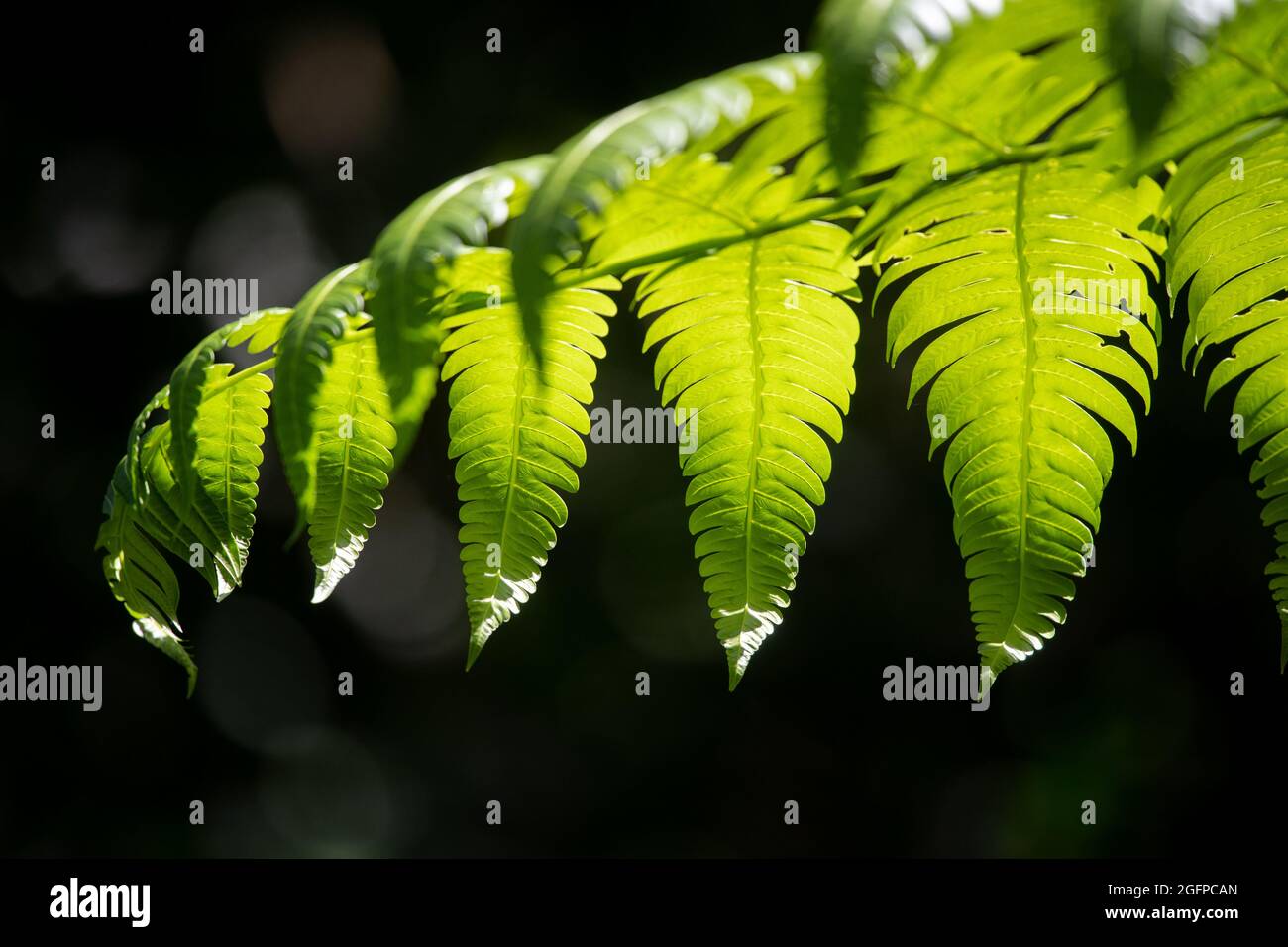 Foglie illuminate al sole su una pianta sospesa - Puerto Rico Foto Stock