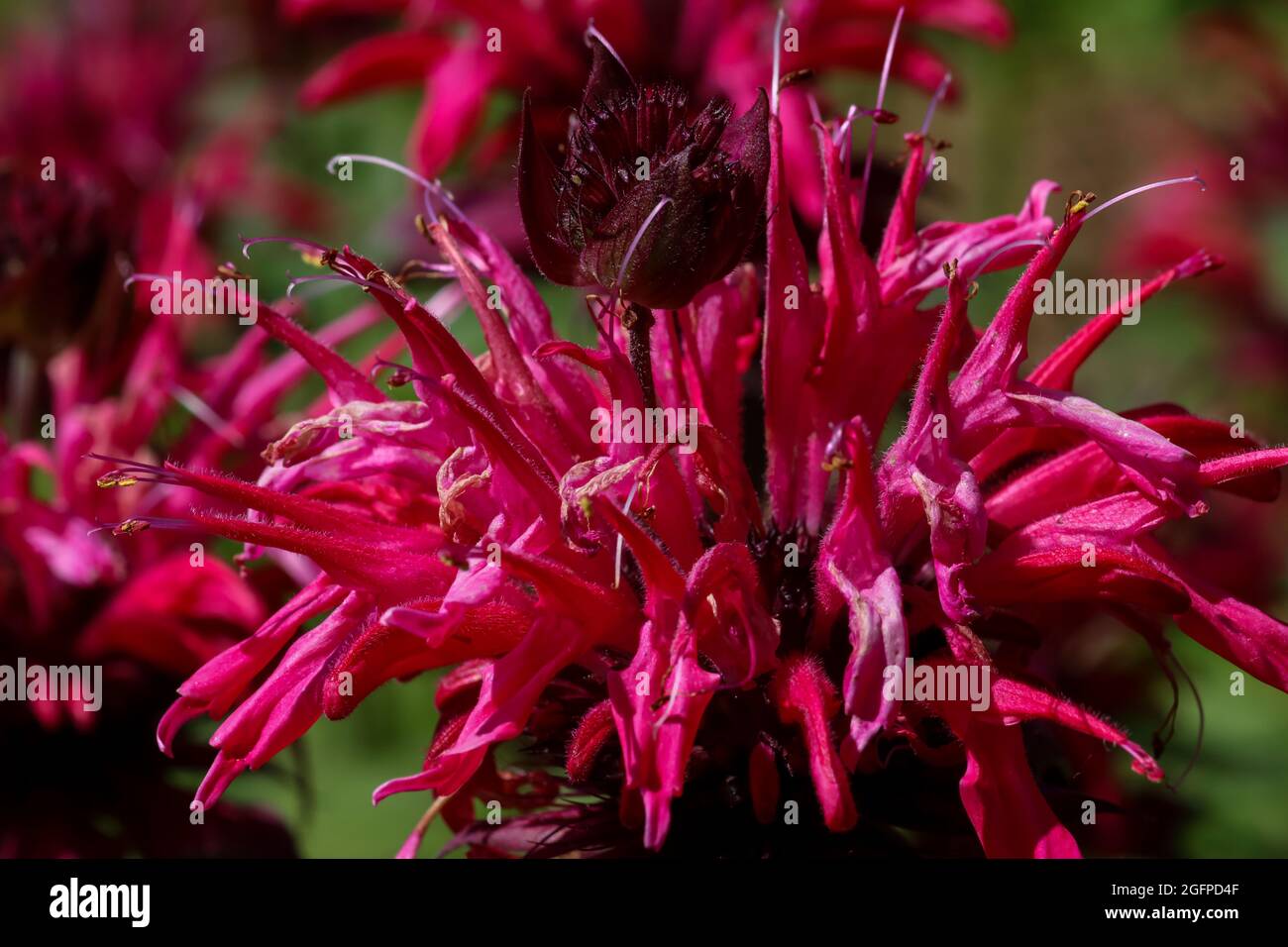 Fiori di bergamotto in giardino, additivo per tè aromatico, pianta medicinale. Per striscioni, imballaggi e pubblicità. Foto Stock