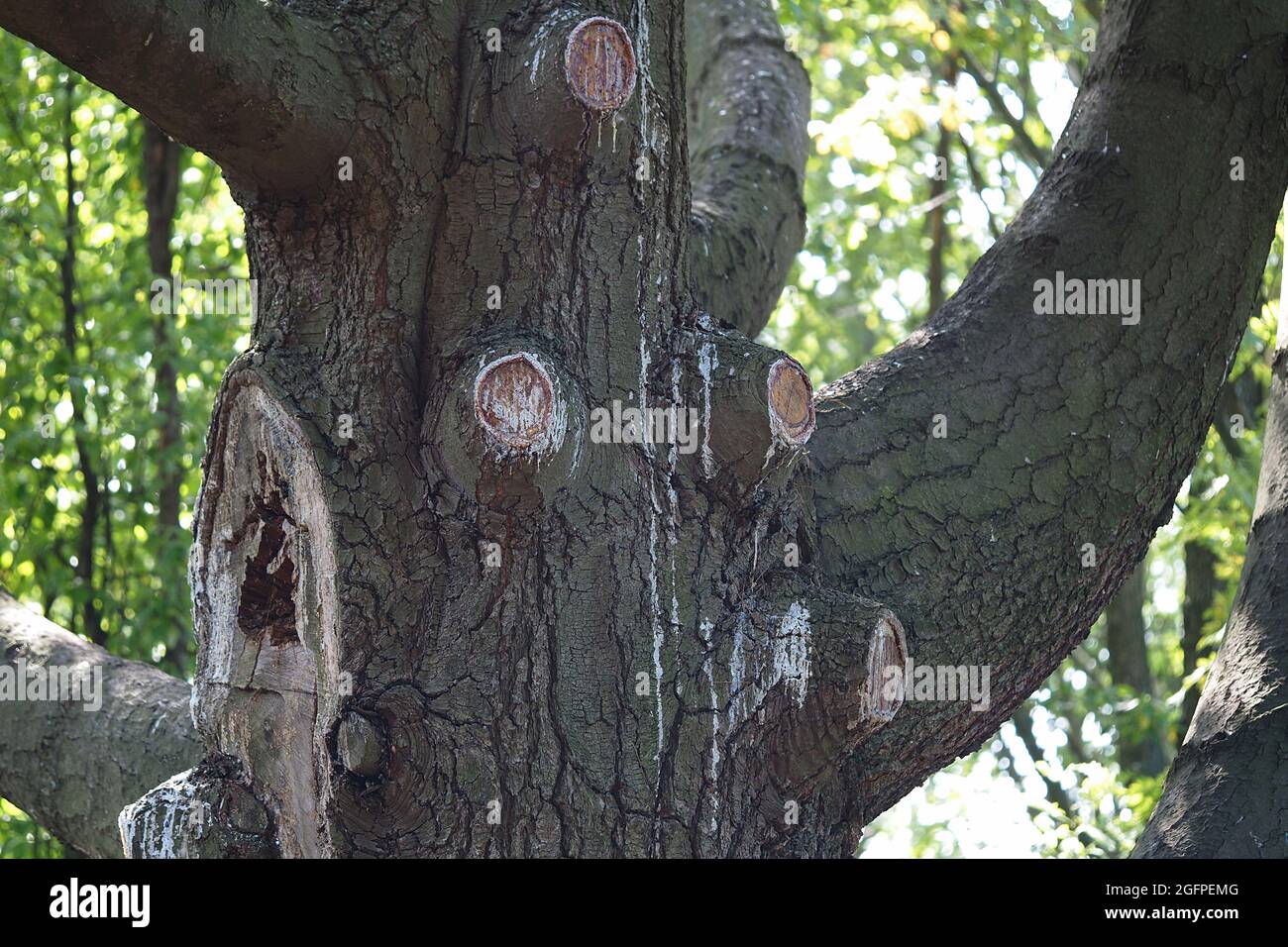 Potatura rami di albero secco, cura di pianta. La resina scorre lungo il  tronco dell'albero. . Foto di alta qualità Foto stock - Alamy