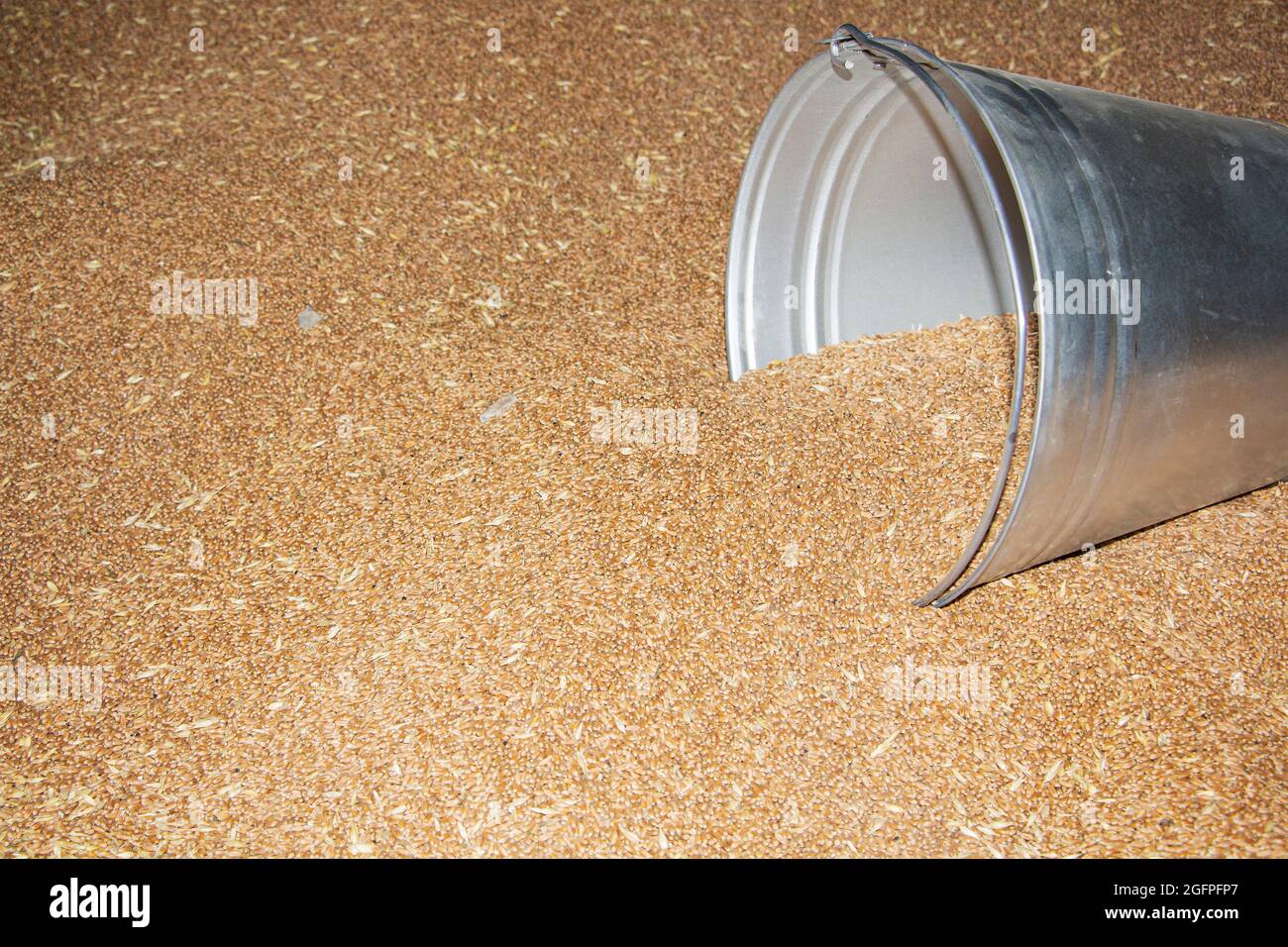 il grano è messo in un mucchio grande durante la raccolta del grano e in un secchio di metallo Foto Stock