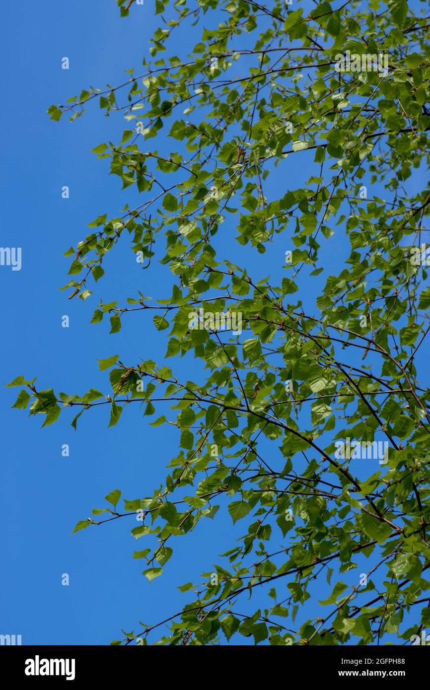 Rami di betulla con giovani foglie verdi contro il cielo blu. Bellezza nella natura. Foto Stock