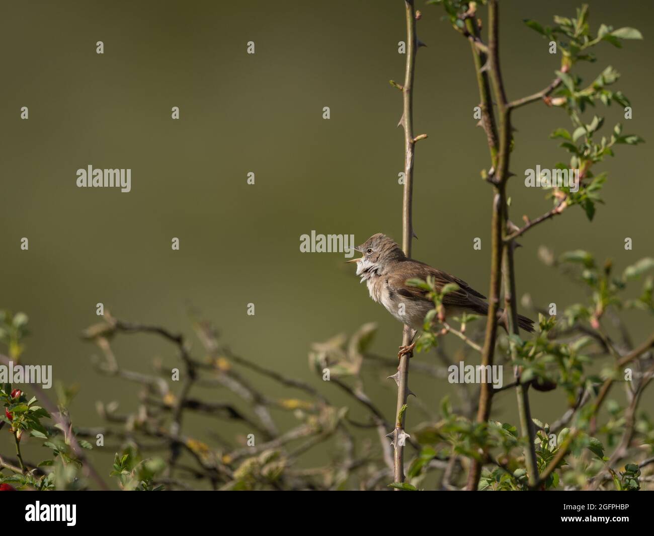 Whitethroat comune Foto Stock