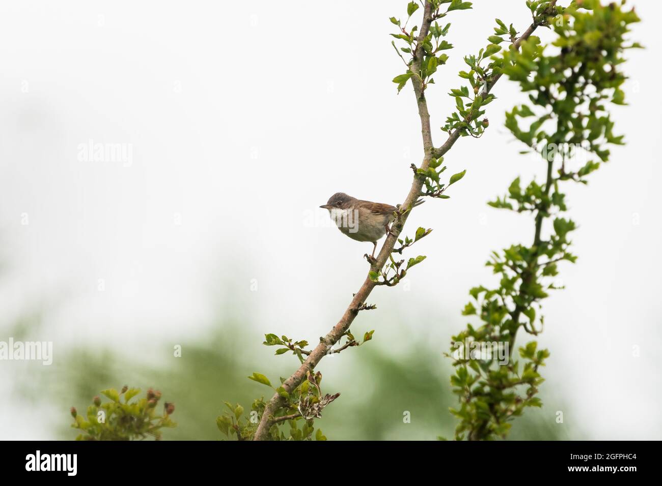 Whitethroat comune Foto Stock