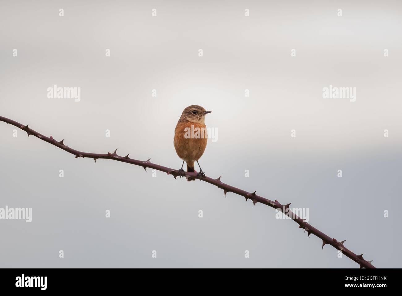 Stonechat in bramble Foto Stock