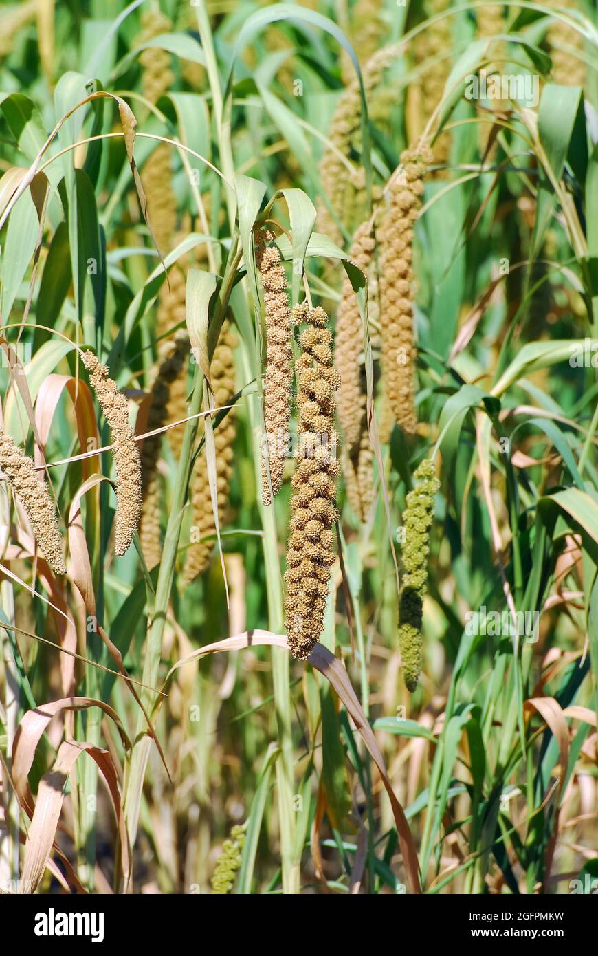 Miglio Foxtail, nano setaria, miglio Italiano, Kolbenhirse, Setaria italica, olasz muhar, Ungheria, Magyarország, Europa Foto Stock