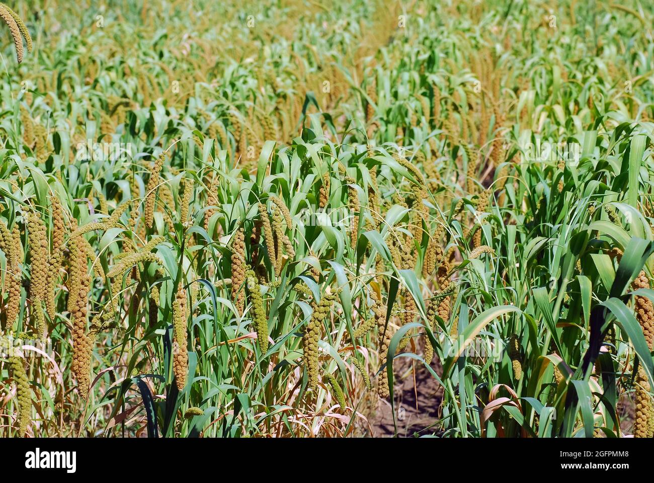 Miglio Foxtail, nano setaria, miglio Italiano, Kolbenhirse, Setaria italica, olasz muhar, Ungheria, Magyarország, Europa Foto Stock