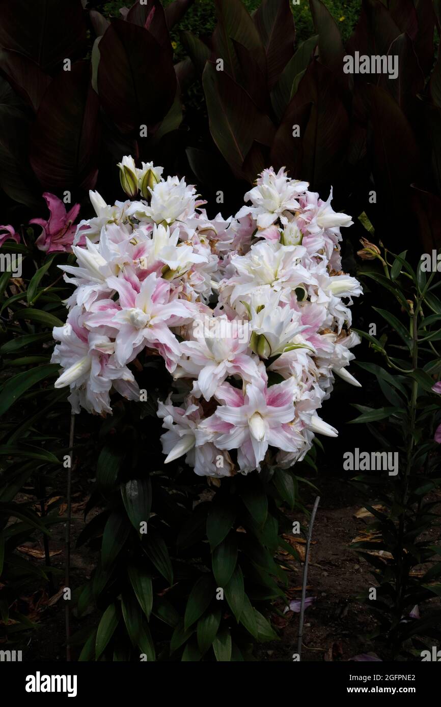 Oriental Lily, doppio fiore vittoriano rosa giglio, senza polline, in Swirls di rosa chiaro e bianco in un giardino Foto Stock