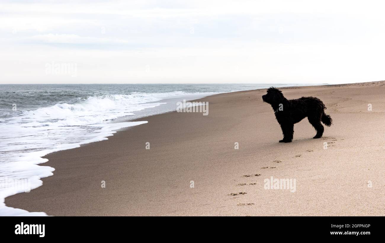 Black labradoodle cane sulla spiaggia solitaria di Jütland, Danimarca guardando il surf Foto Stock