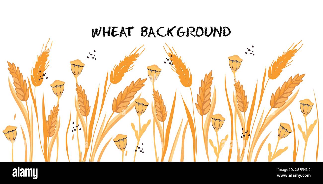 Sfondo di grano e papavero per l'identità di prodotti da forno e pane, illustrazione vettoriale piatta isolato su sfondo bianco. Piante e orecchie di whe Illustrazione Vettoriale