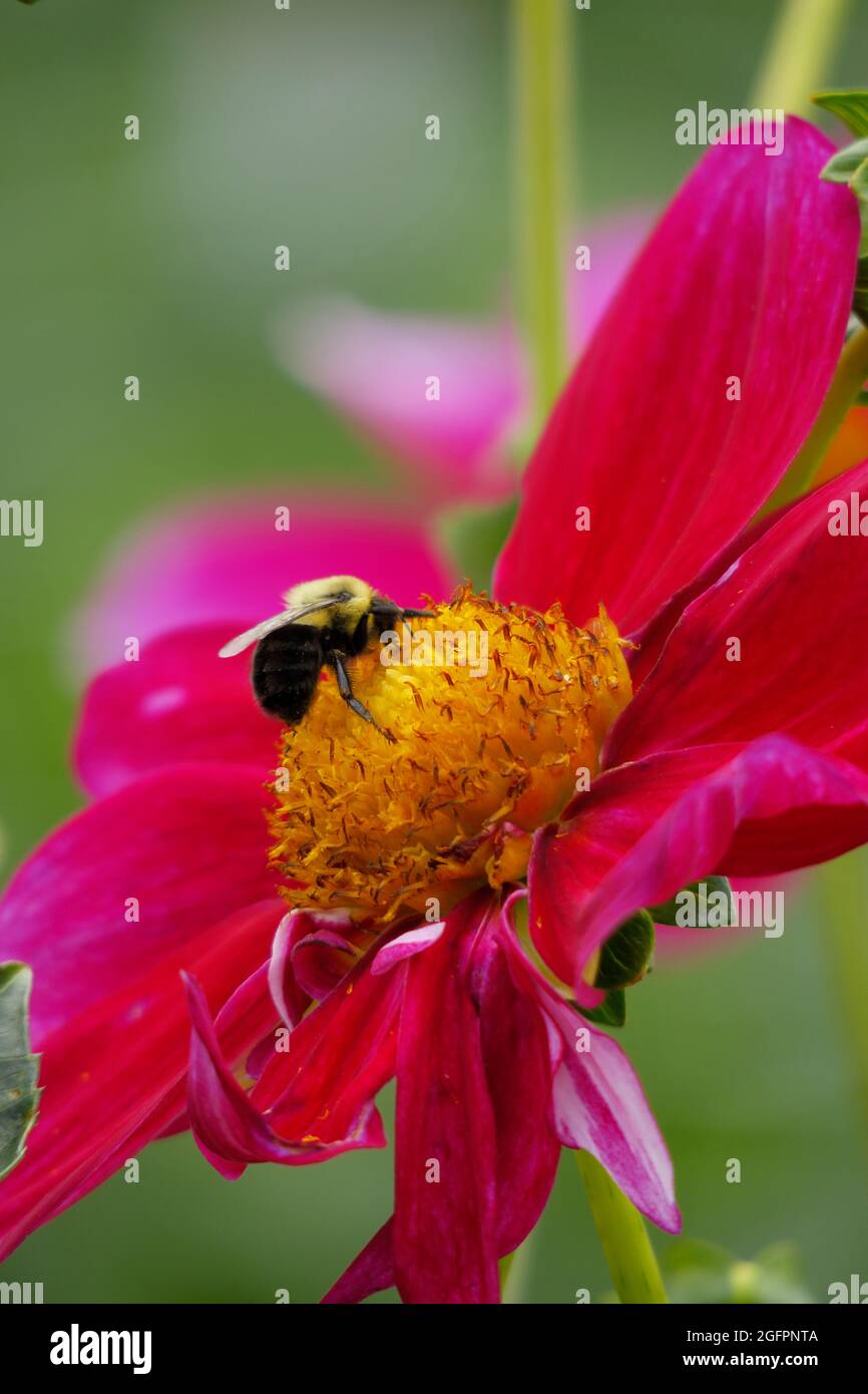 Rose Mignon Shades Single Dahlia Flower con i suoi brillanti petali rosa Fuchsia attrae una Bumble Bee che è atterrato sul Yellow Center per impollinare Foto Stock