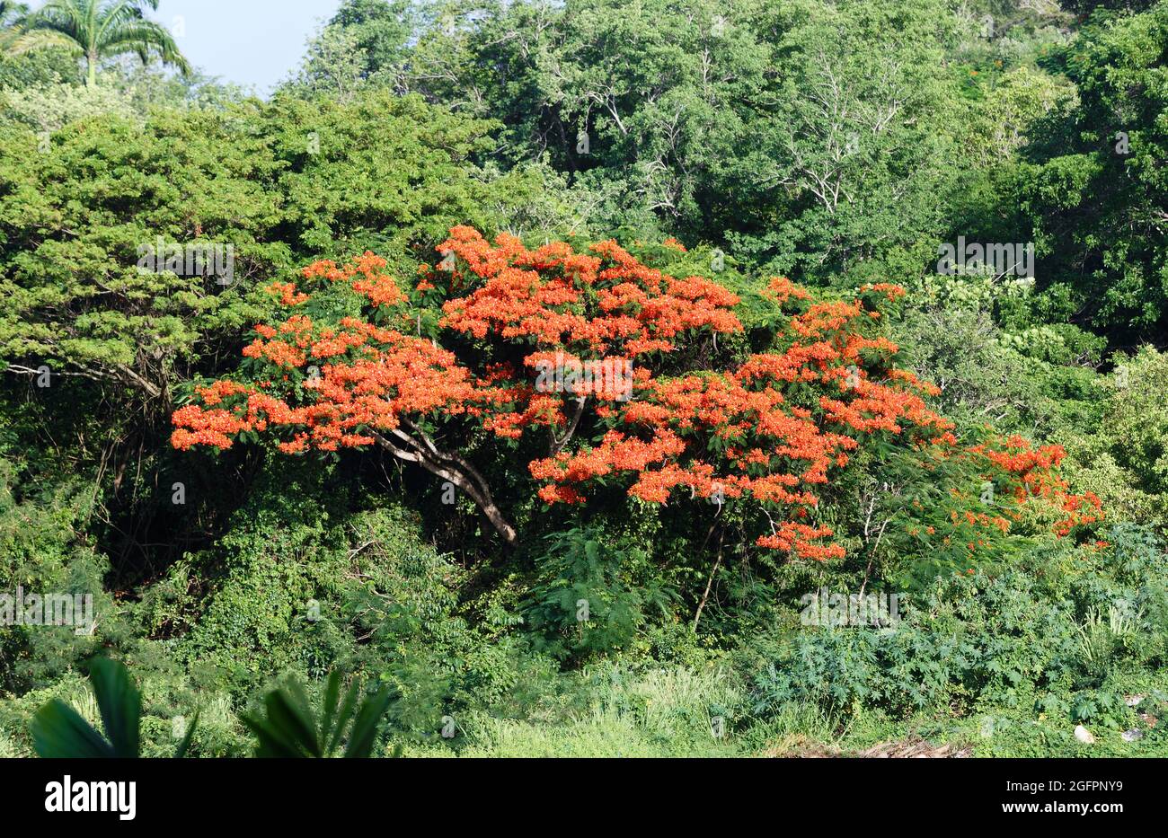 Flamboyant albero, Trois Ilets villaggio , Martinica Foto Stock