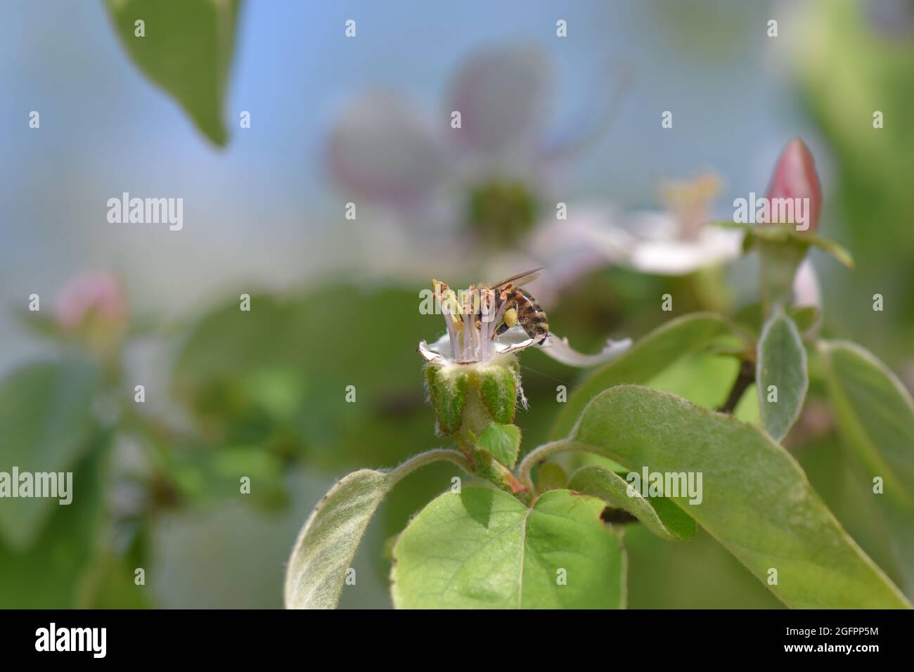 Primo piano di un'ape che raccoglie polline da un fiore di albero di mele Foto Stock