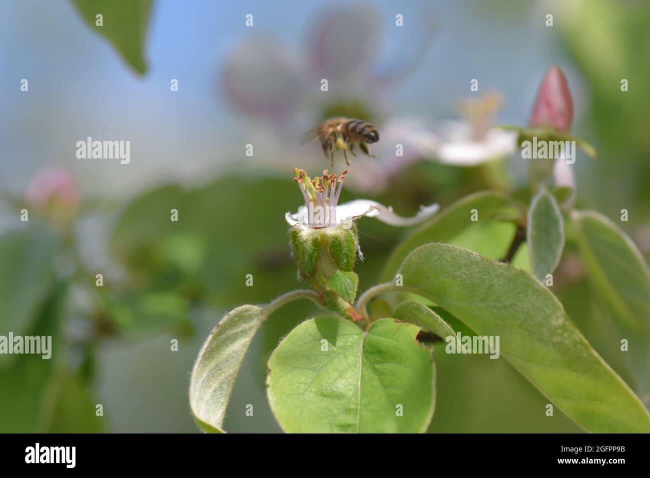 Primo piano di un'ape che raccoglie polline da un fiore di albero di mele Foto Stock