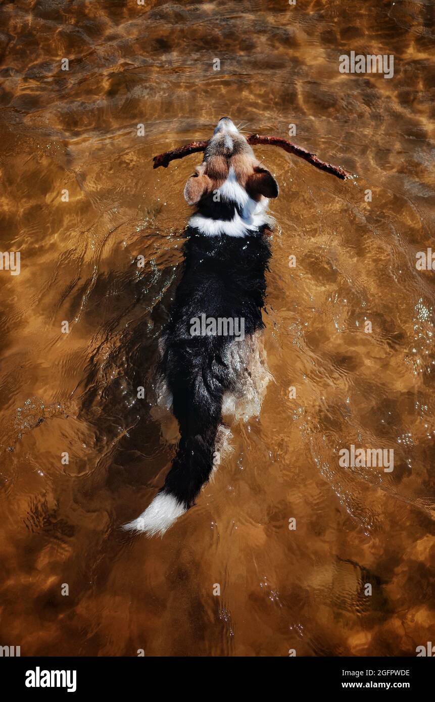 Cane swimming nel fiume con il bastone in bocca, vista dall'alto Foto Stock