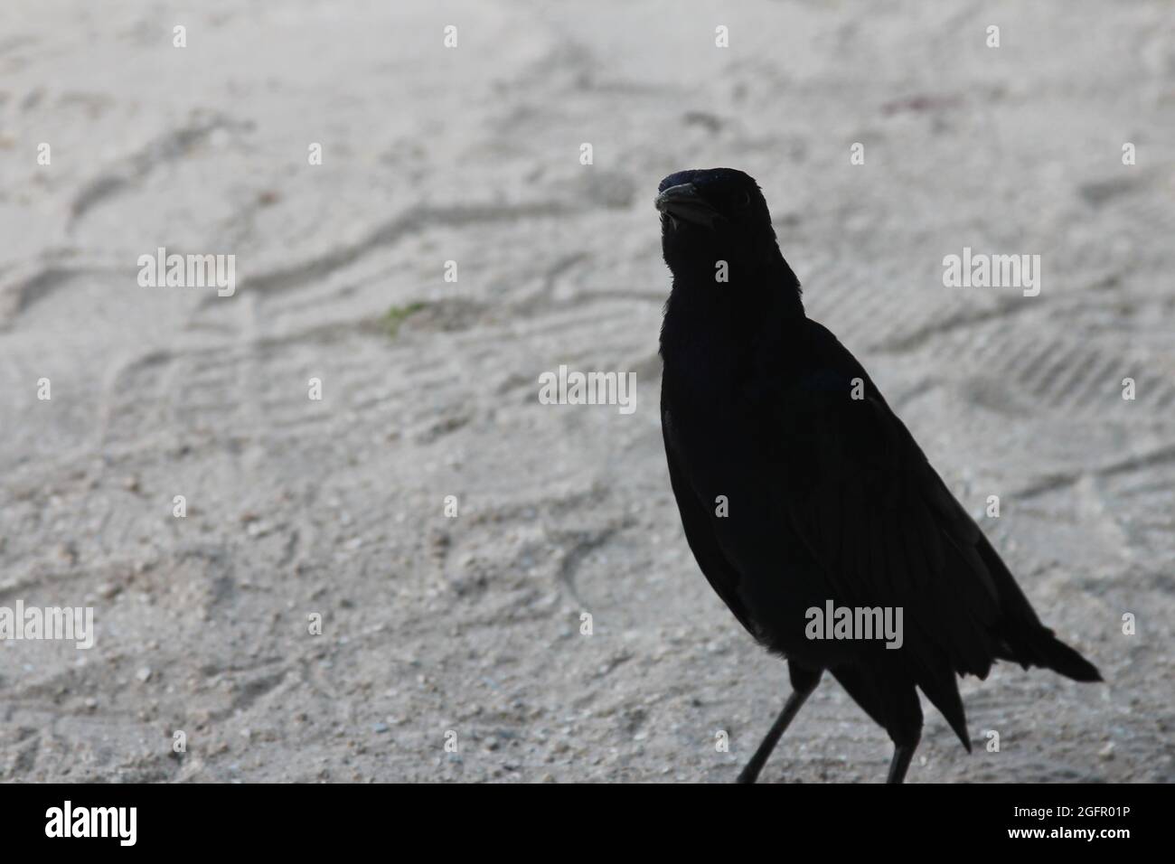 uccello nero nella sabbia Foto Stock