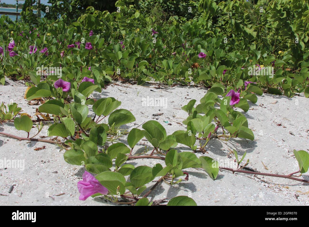 fiori viola su una vite nella sabbia Foto Stock