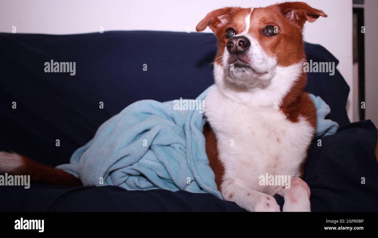 Cane che posa su un divano blu Foto Stock