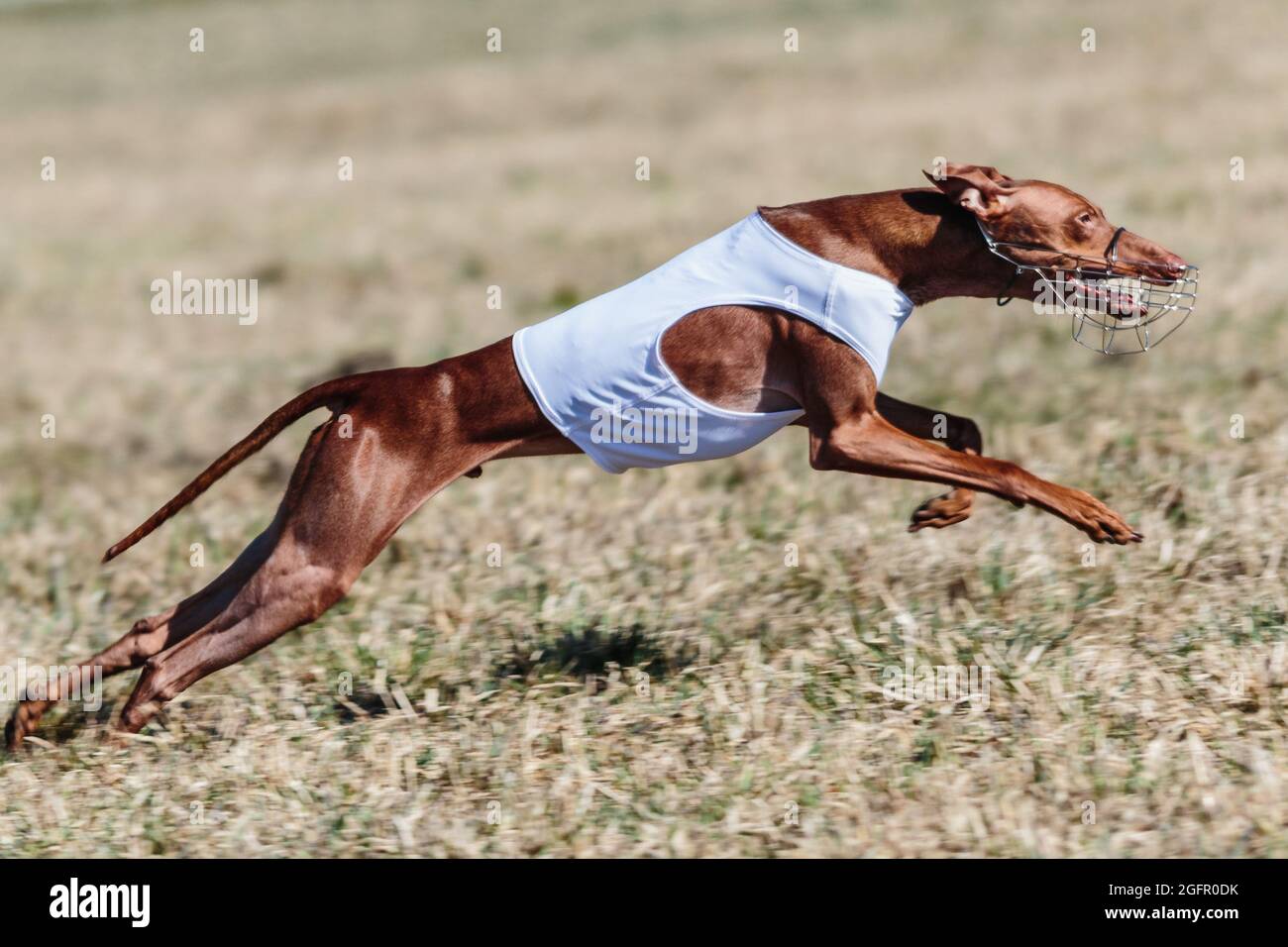 cirneco dell'etna corsa a piena velocità a lure sport di coursing Foto Stock