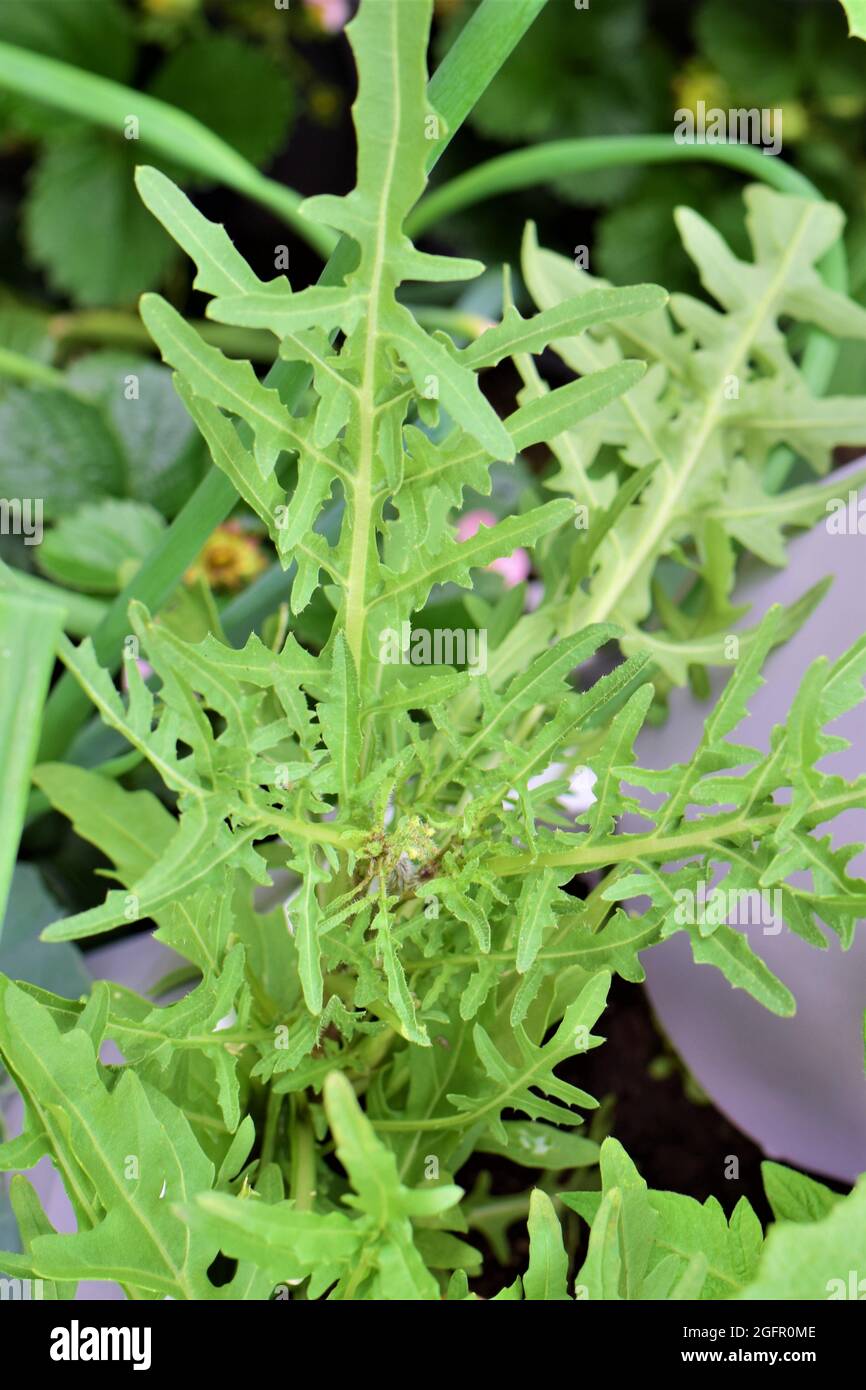 Alcune foglie di rucola da vicino Foto Stock