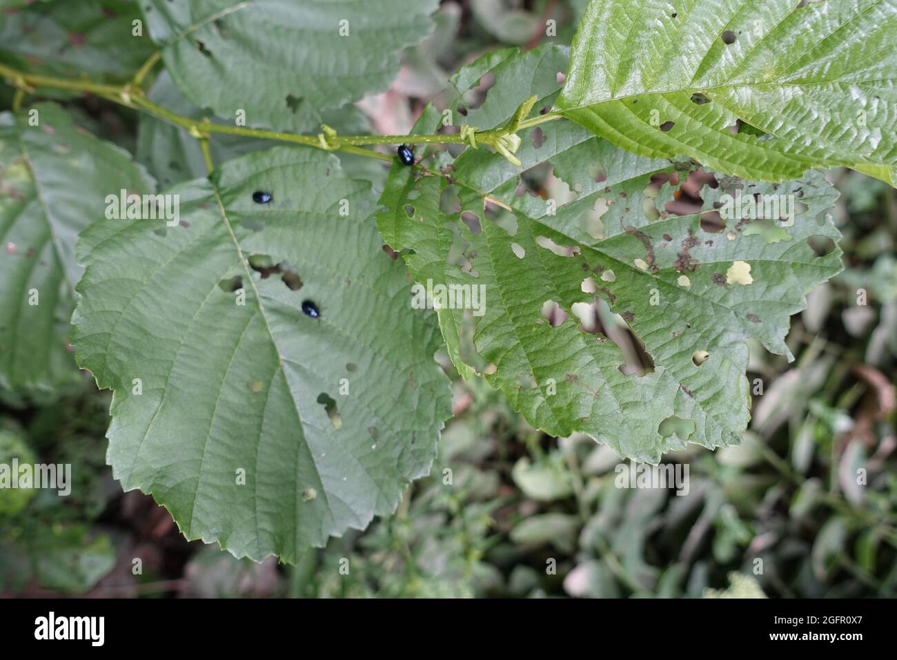 Coleottero di alder (Agelastica alni) - segni di alimentazione sulle foglie di alder Foto Stock
