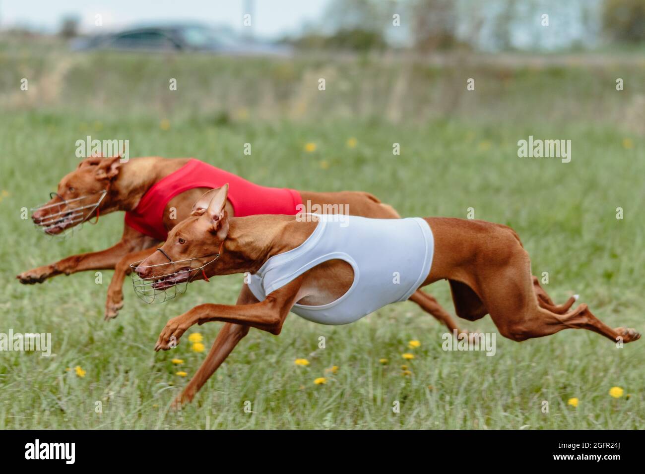 Due circo dell'etna che corrono a piena velocità a lure coursing sport Foto Stock