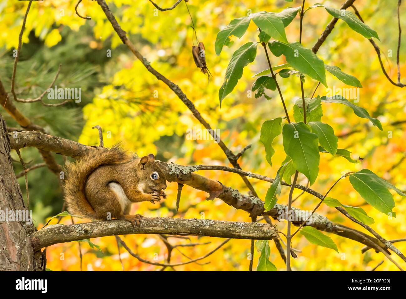 American scoiattolo rosso (Tamiasciurus hudsonicus) Foto Stock